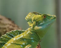 Green Basilisk 200