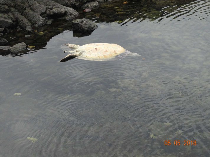 Dead Green Sea Turtle
