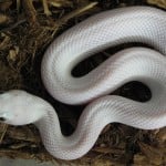 Texasratsnake