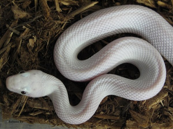 Texasratsnake