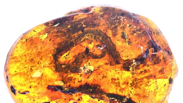 Neonate Snake In Amber