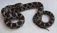 Eastern Fox Snake200
