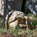 Russian Tortoise