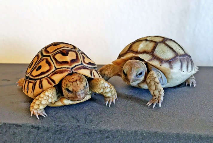 Leopard Tortoise5