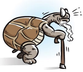 Old Tortoise