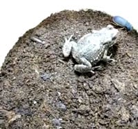 Epomis200