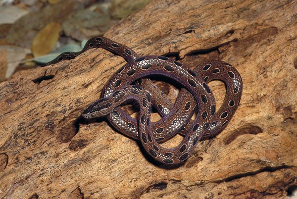 Ungaliophis Continentalis