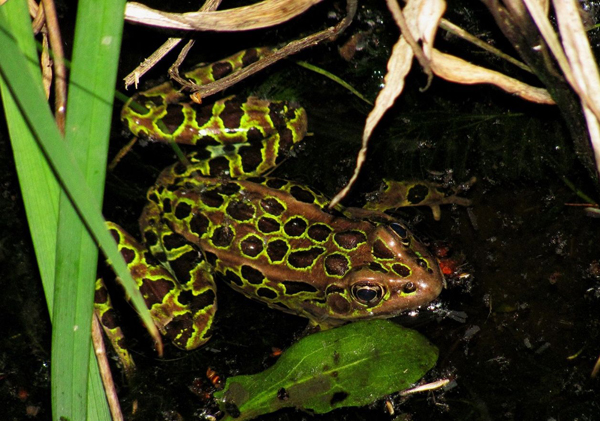 Northern Leopard Frog01