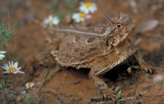 Texas Horned Lizard