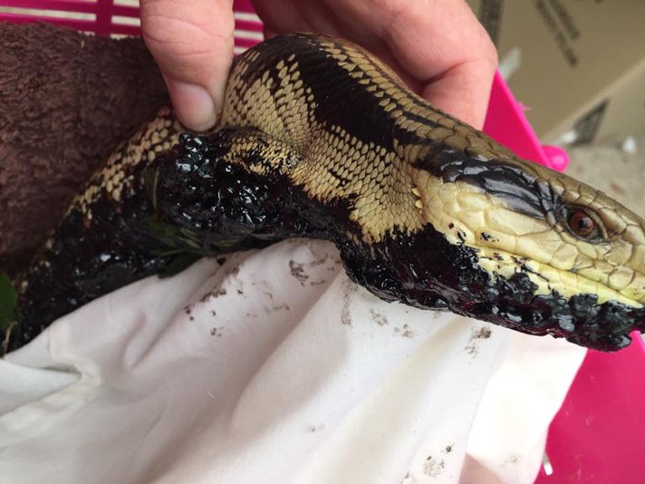 Blue Tongue With Tar