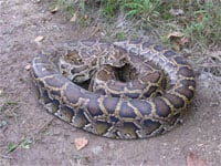 Burmese Python 200