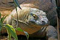 Komodo Dragon 200
