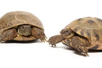 Russ Torts 200