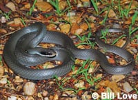 Coluber Snake 200