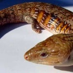 Bluetongue Skink