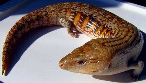 Bluetongue Skink