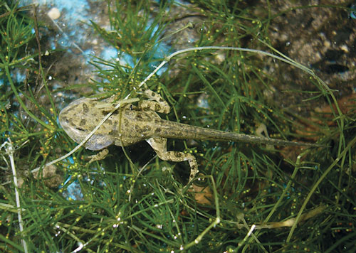 European Green Toad 500