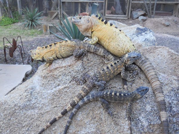 Spiny Tailed Iguanas