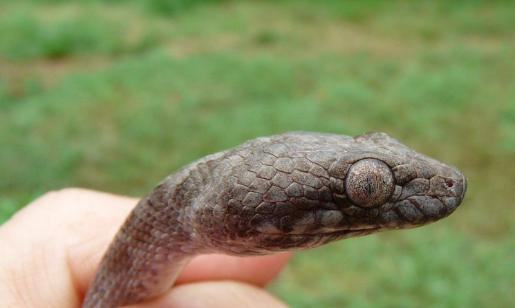 Ghost Snake745