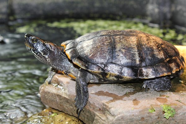 Turtle Basking