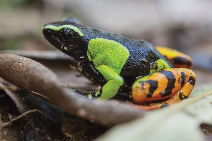 Mantella Frogs745