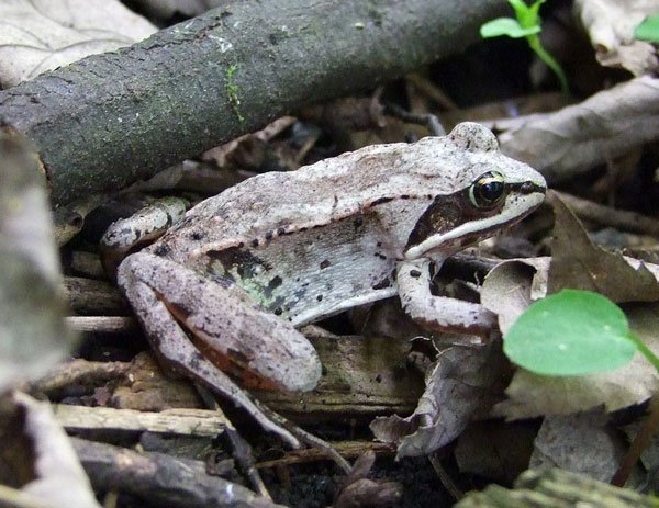 Rana Sylvatica600