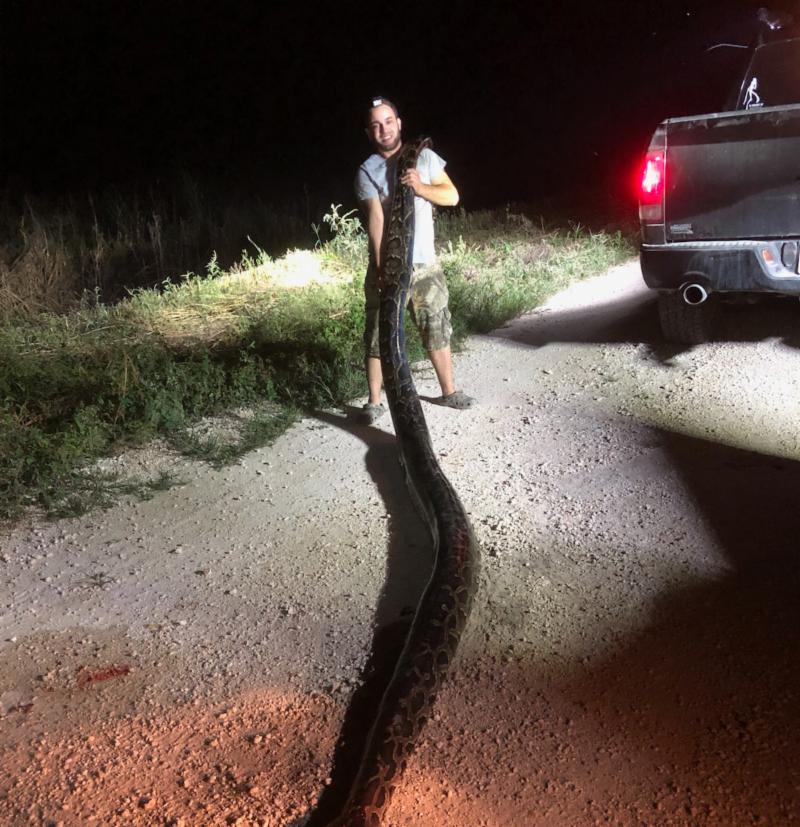 Penniston 17 Foot Python