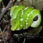 Green Tree Python