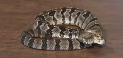 Two Headed Rattlesnake