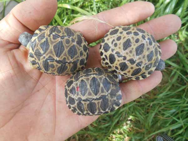 Radiated Tortoise5