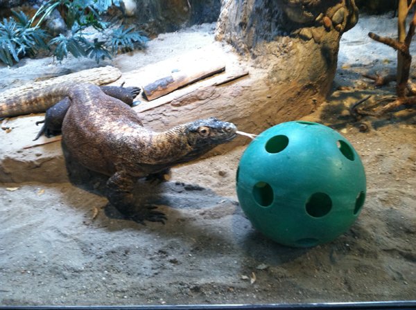 Komodo Dragon4