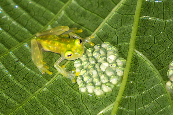 Glassfrog