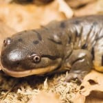 Tiger Salamander3
