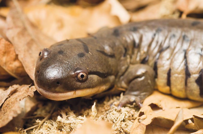 Tiger Salamander3