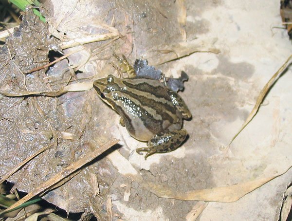 Western Chorus Frog Image