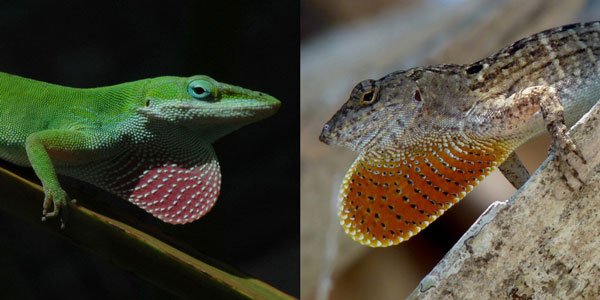 Greeenbrown Anoles600 