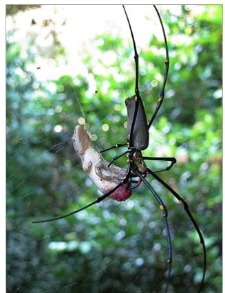 Golden Orb Spider