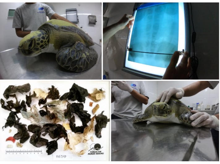 Turtle Ingests Plastic