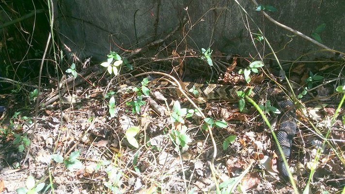 Canebrake Rattlesnake