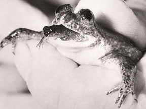 Gastric Brooding Frog