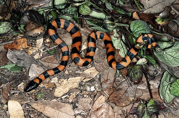 Bothrochilusboa600