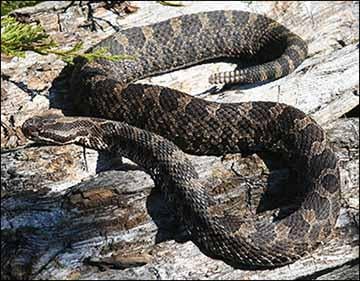 Massasauga Rattlesnake
