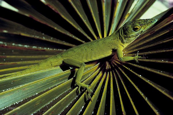 Green Anole