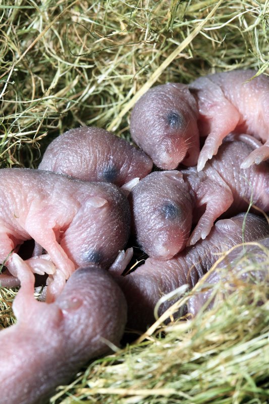 Feeder Mice500