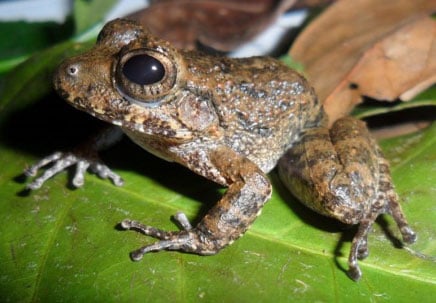 Craugastor Taurus Frog