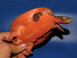 Side Necked Turtle Source