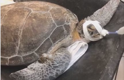 Sea Turtle Wiith Spear