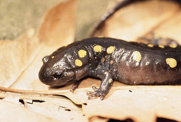 Spotted Salamander600
