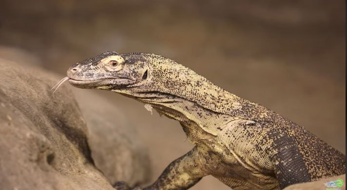 Komodo Dragon Buffalo Zoo