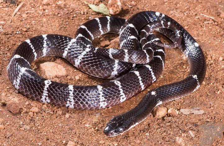 Indian Krait